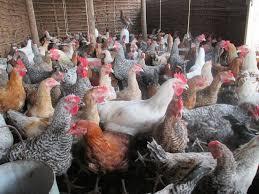 Commercial Day-Old Kuroiler Chicks (Grinphield Brand)