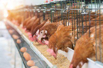 Quality Point of Lay Hens | Isa Brown - 16 Weeks