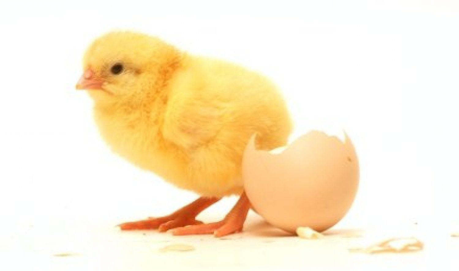 CHI Pullet(pack of 50)