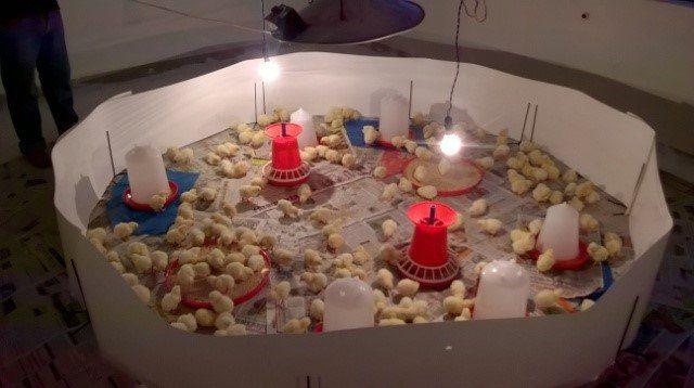 Quality Brooder Guard for Chicks (Plastic Board Model) - Brooding Guard