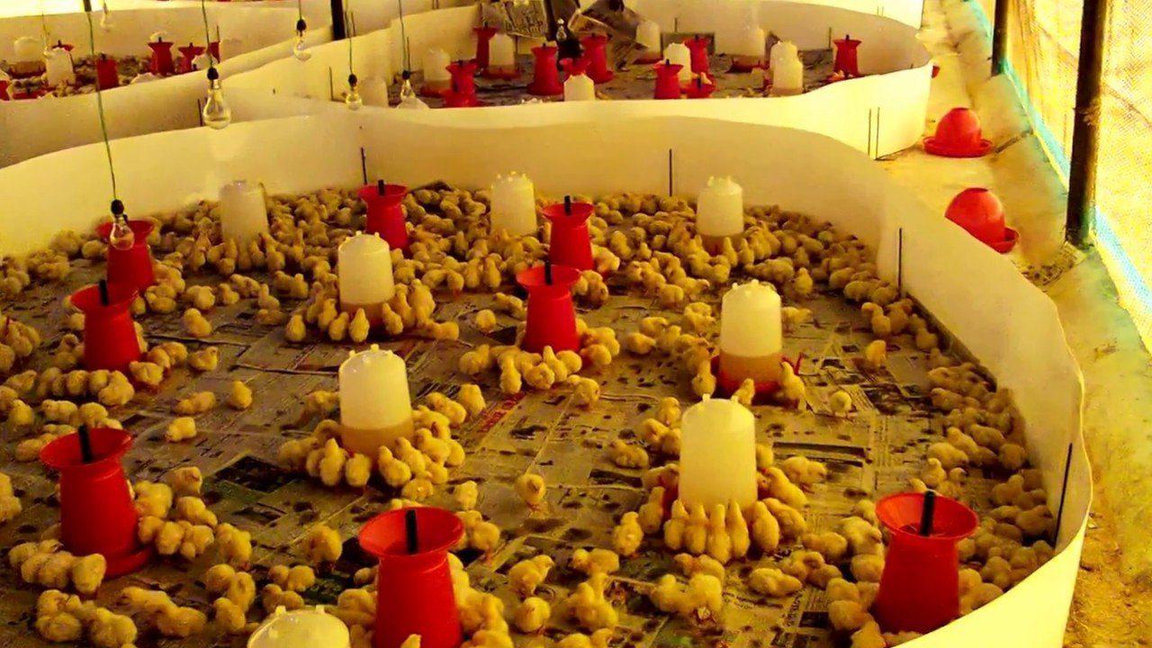 Quality Brooder Guard for Chicks (Plastic Board Model) - Brooding Guard