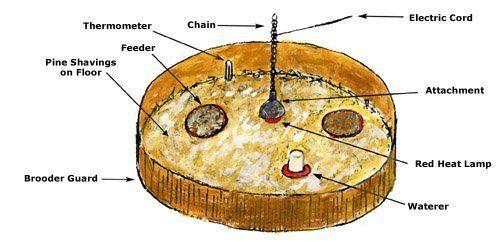 Quality Brooder Guard for Chicks (Plastic Board Model) - Brooding Guard
