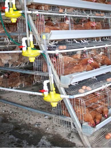 Chicken Cage Water Pressure Regulator (With Indicator)
