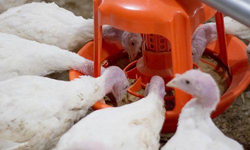Turkey Grower Feed (Mash | 25kg Bags)