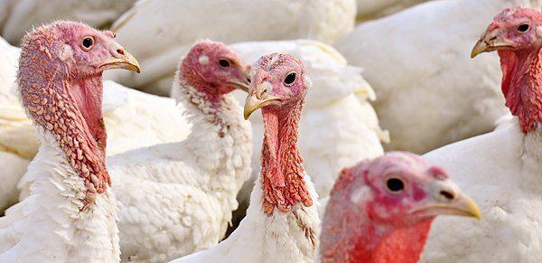 Turkey Finisher Feed (Mash | 25kg Bags)