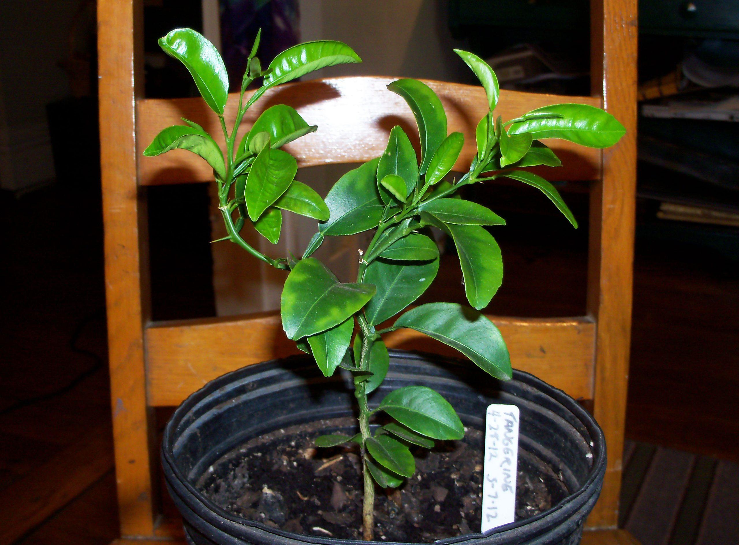 Tangelo Orange Seedlings