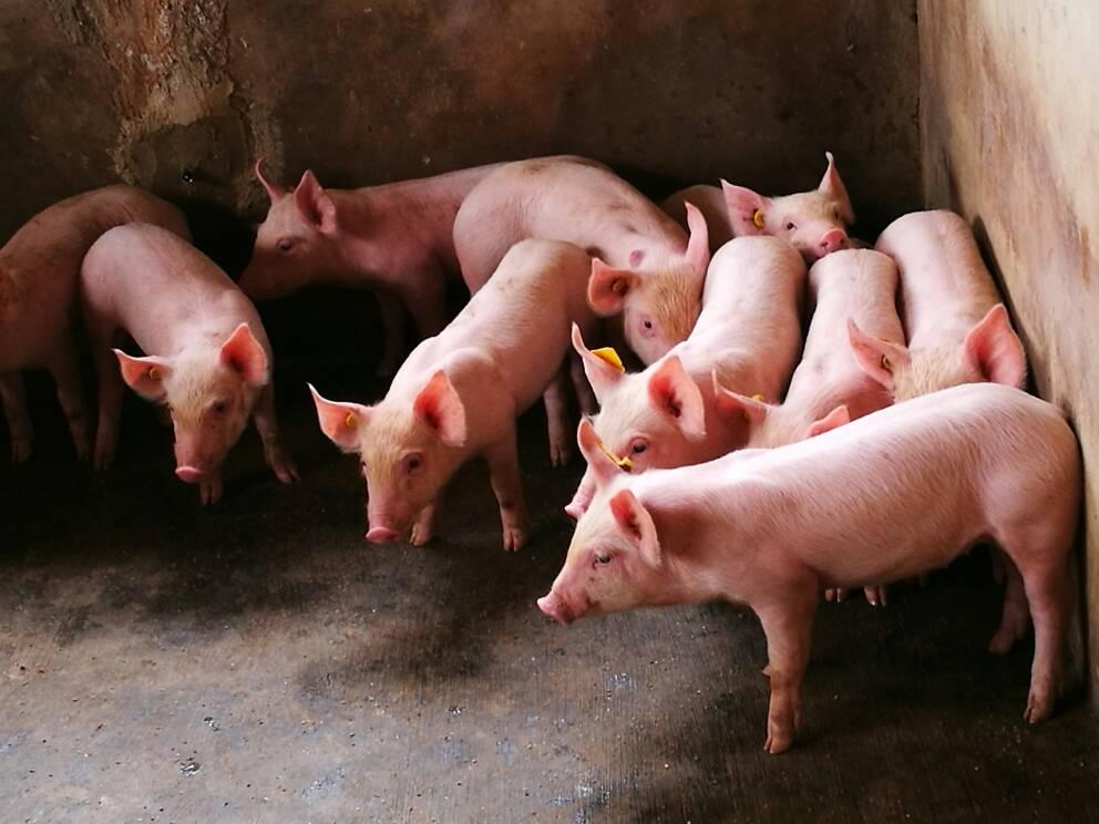 Duroc Pigs (Exotic Species | Weaners | Growers | Adults)