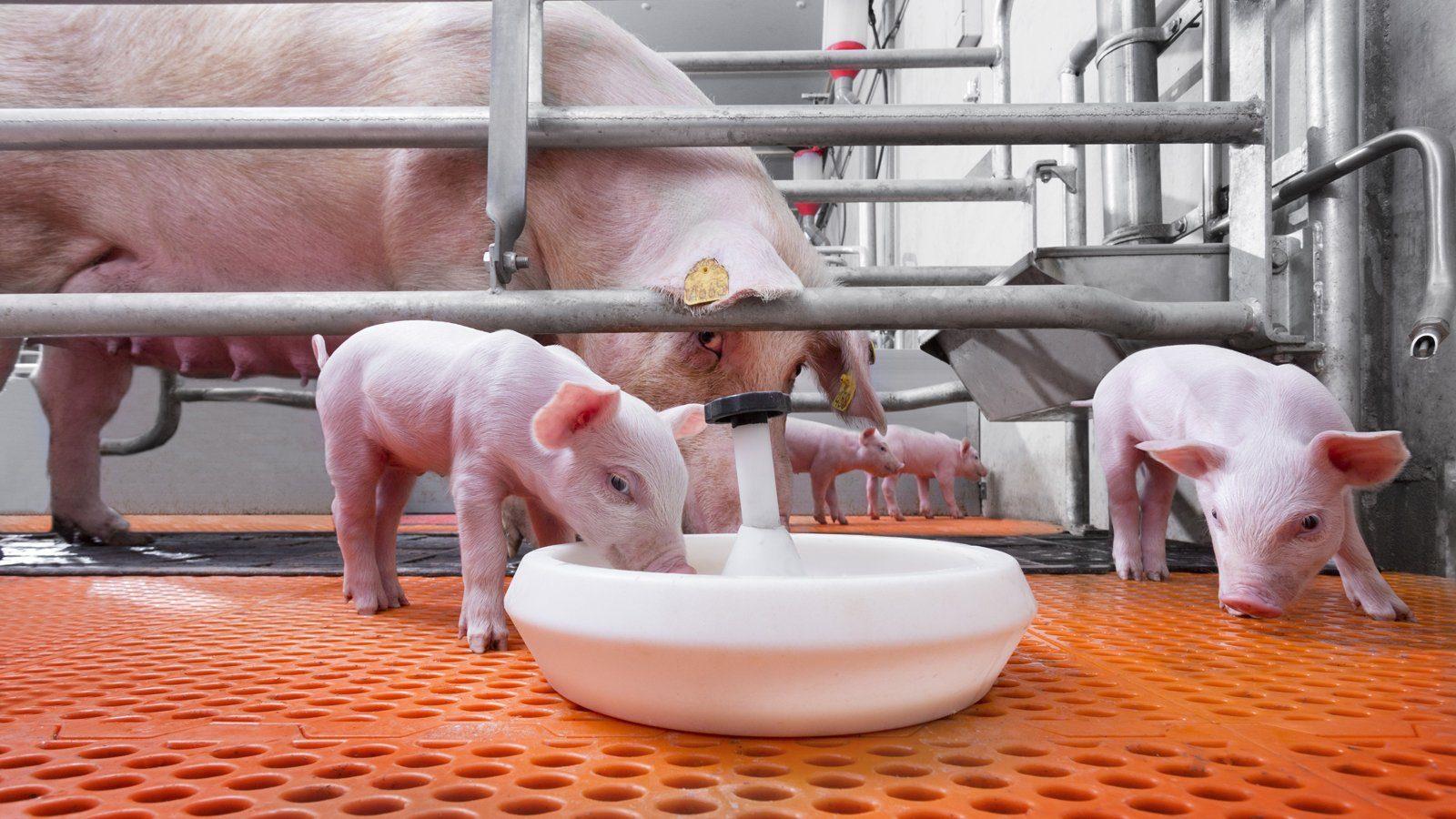 Creep Feed (for Piglets | 25kg Feed | Terratiga)