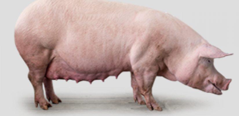 Gestating Sow Feed (25kg | 50kg | Terratiga Brand)