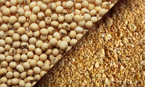 Soybean By-Products (Soybean Meal)