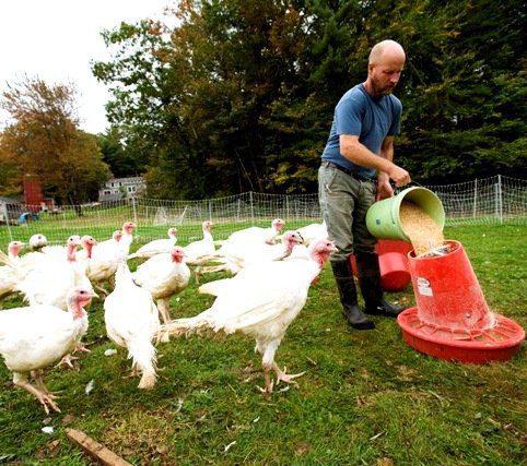 Turkey Finisher Feed (Mash | 25kg Bags)