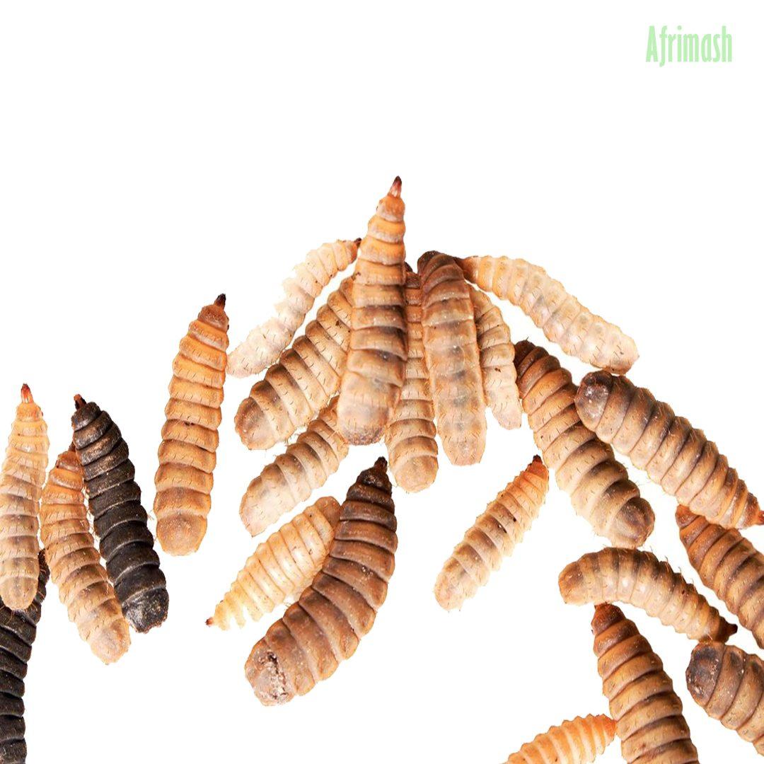 Black Soldier Fly Larva Meal (Maggots | Sold Per Gram) Nationwide delivery (Valid till August 27th) - Fresh and Live