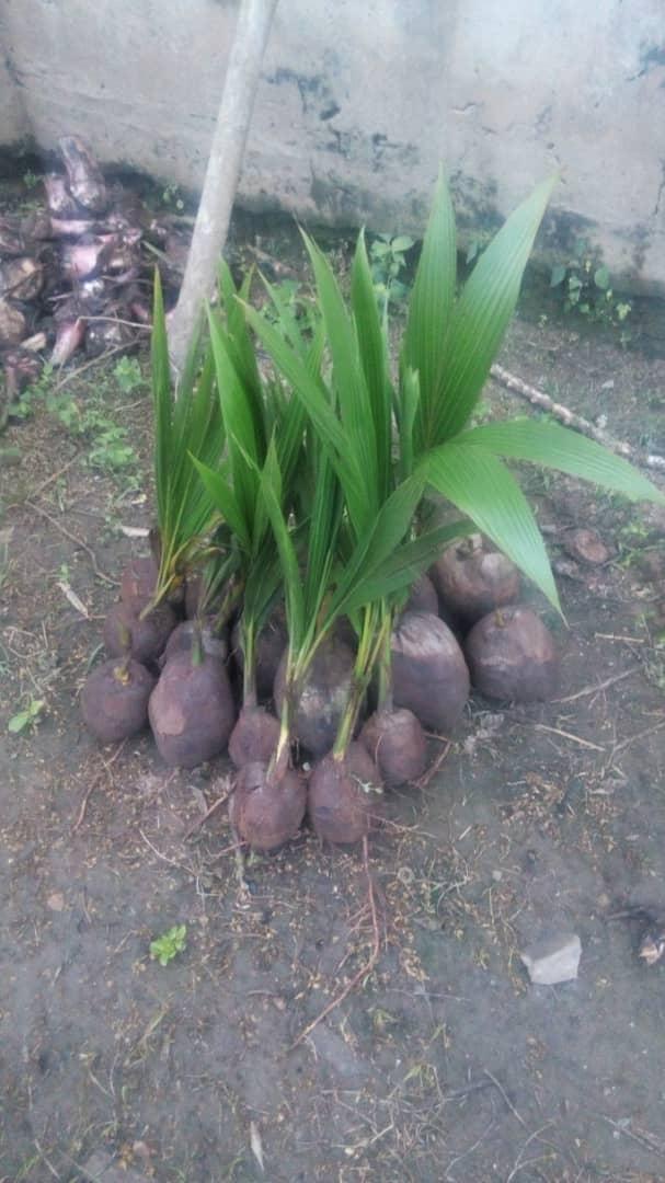 Dwarf Coconut Seedlings