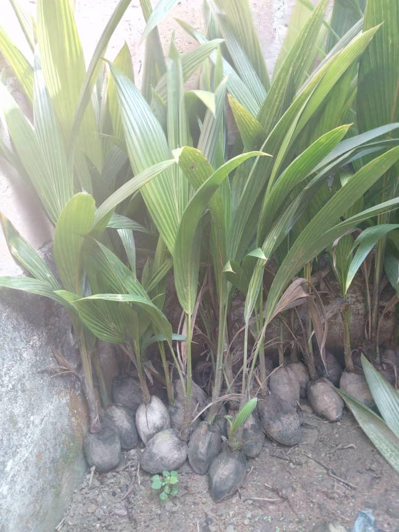 Dwarf Coconut Seedlings