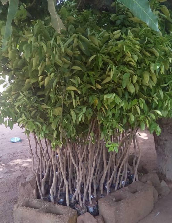 Hybrid Orange Seedling