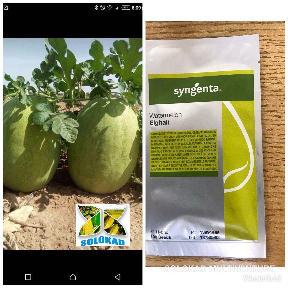 GreyBell Watermelon Seeds |  Hybrid
