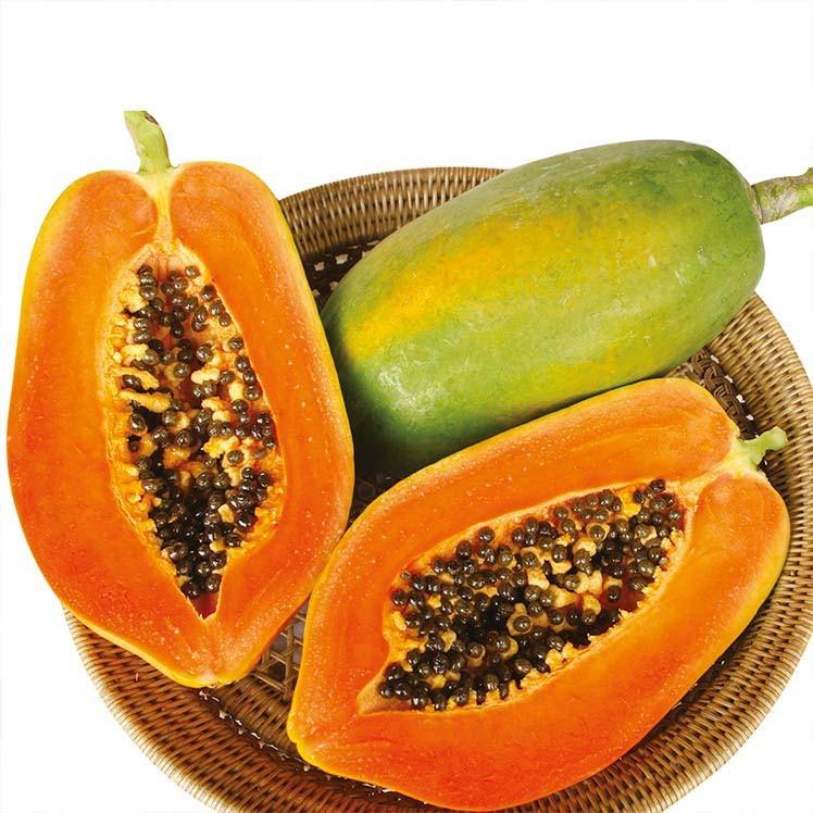 Maradona F1 (Dwarf Papaya | 100 Seeds | 500 Seeds | 1000 Seeds)