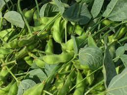 Soya Beans Seeds for Planting (2kg Packs)