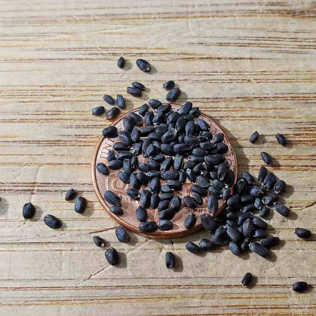 Basil Sweet Thai | 700 seeds