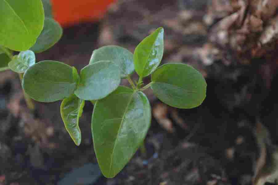 Passion Fruit Seedlings