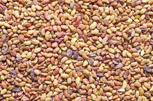 Alfalfa seeds | 1kg