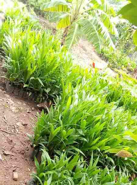 Supergene seedling (Malaysian Dwarf Oilpalm)