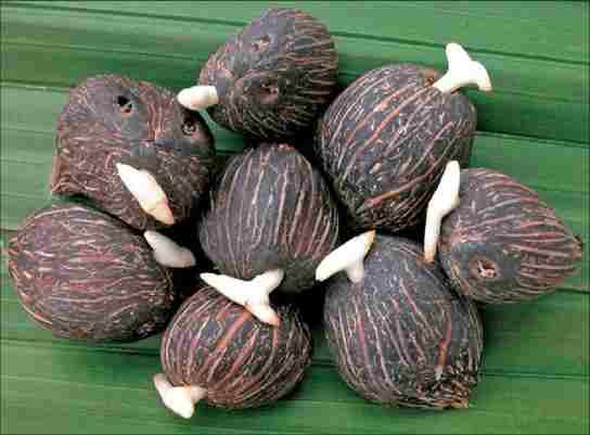 Dwarf Tenera Oil Palm Sprouted Seeds (Pack of 500)
