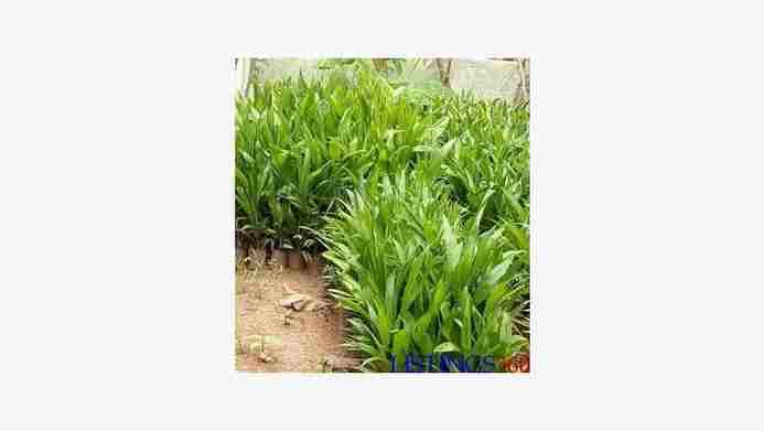 Dwarf Oilpalm Tenera seedling