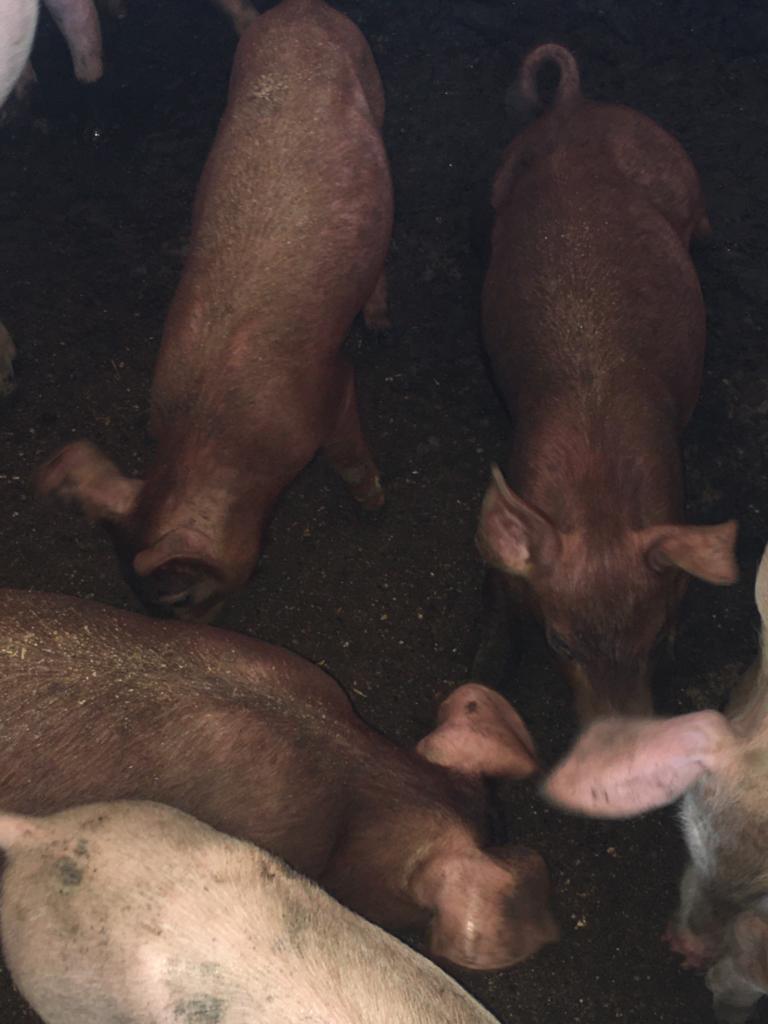 Duroc Pigs (Exotic Species | Weaners | Growers | Adults) - Adults