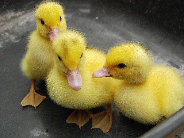 Day Old Ducklings (Local Breed | Exotic Breed)