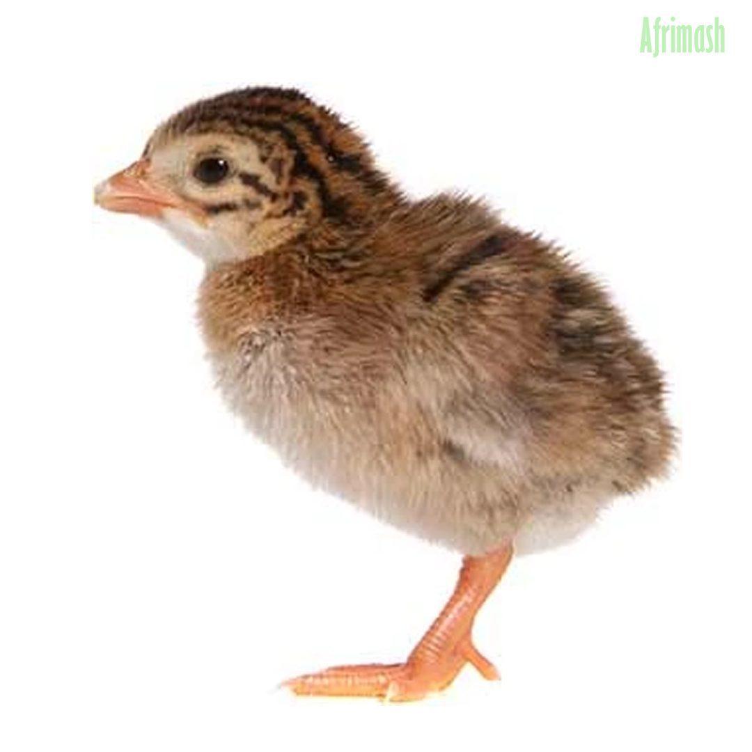 Guinea Fowl Keets (Local Breed | Exotic Breed) - Local Breed