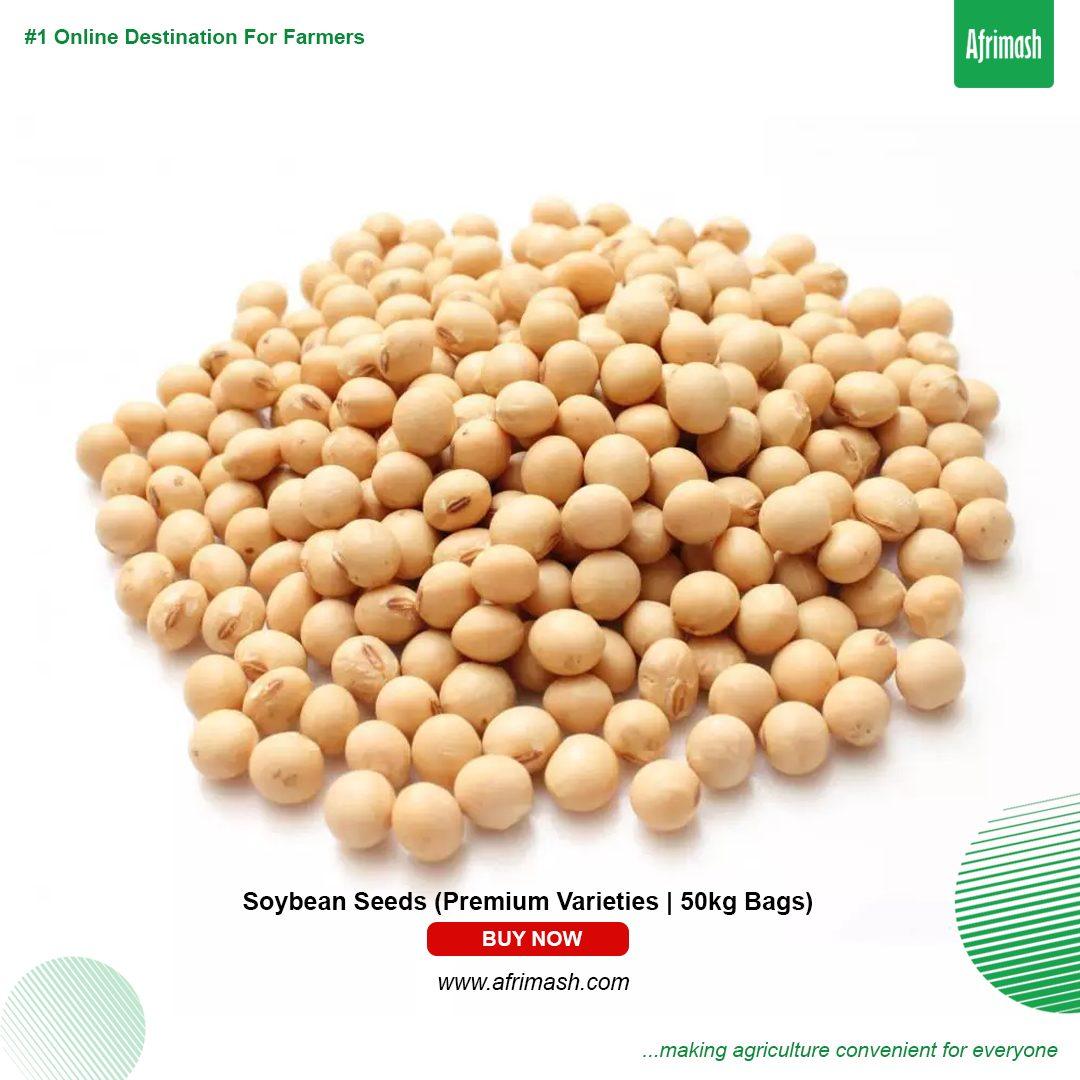 Soybean Seeds (Premium Varieties | 50kg Bags) - TGX-1019-2EB