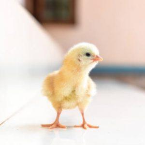 Globus Broilers (Abor Acre Plus)