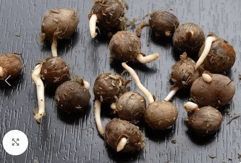 Hybrid Supergene Sprouted Seeds (Oil Palm Nuts | Pack of 500)