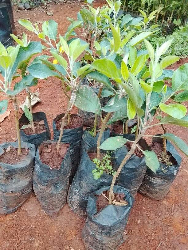 American Apple (Foreign Apple) seedlings