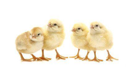 Valentine Broilers Commercial Day Old Chicks (Ross 308)