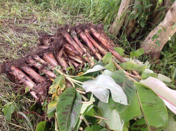 Buy High-Quality Plantain Suckers l Afrimash | Elephant Giant/ Cameroonian Plantain - Plantain Sucker