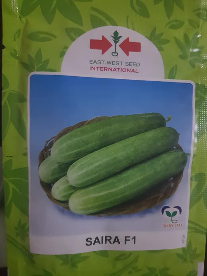 Saira F1 Cucumber Seeds (East West Seed | 10g)