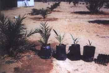 Hybrid Date Palm Seedling