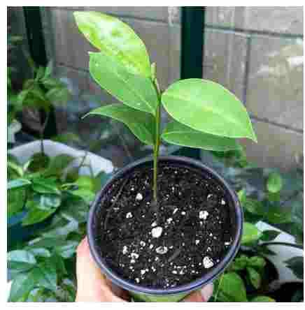 Soursop Seedling